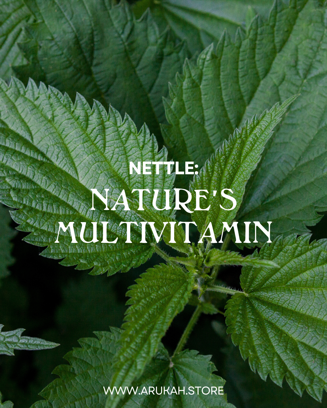 Nature’s Multivitamin: Stinging Nettle